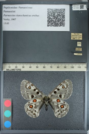 Media type: image;   Entomology 174923